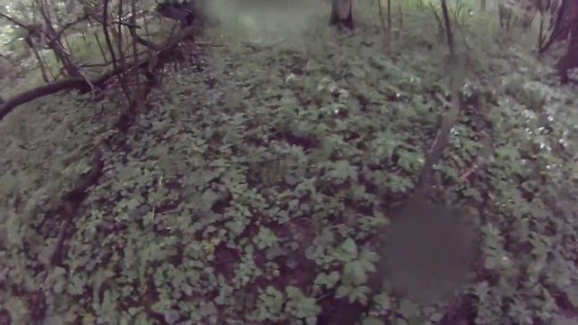 Рада. Лес. 3 закладки смотреть онлайн