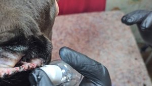 Снятие швов с купированных ушей