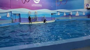 Дельфинарий Сочи #5