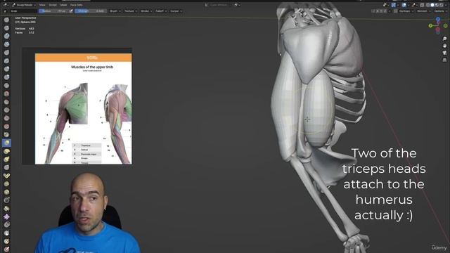 3 - Adding muscles to arm bones part 1