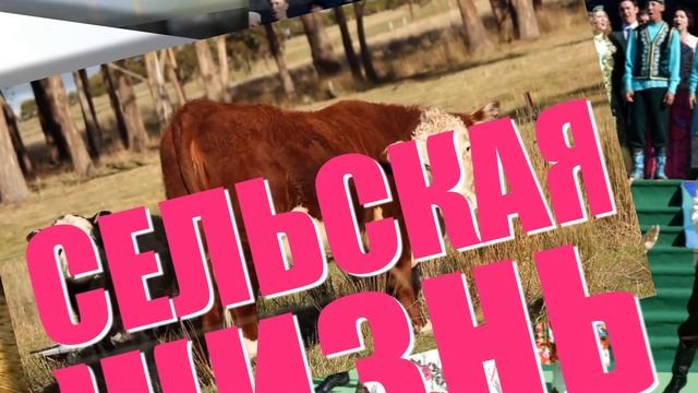 СЕЛЬСКАЯ ЖИЗНЬ 01 05 2021 смотреть онлайн