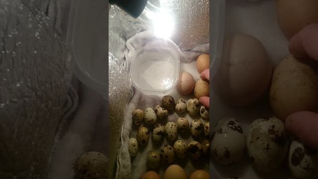 Инкубатор своими руками. смотреть онлайн