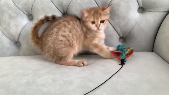 Золотой котёнок шиншилла