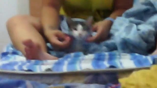 Издевательство над кошкой смотреть онлайн