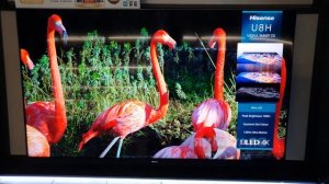 Hisense 65U8HQ MiniLED UHD 4K 65" TV (2022)