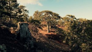 Справедливость ищет гордый, а помощь Божию - смиренный... (Симеон Афонский)