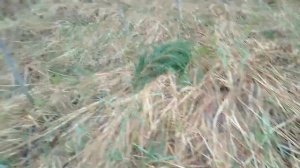 ✌️👽 КАК ПОЙМАТЬ СБЕЖАВШУЮ ПОДСАДНУЮ УТКУ  НА ОХОТЕ. КОРОЧЕ ВАСИЛИСКУ ПРИМУДРУЮ