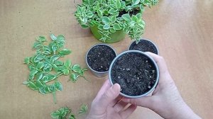 Аптения. Размножение черенками.