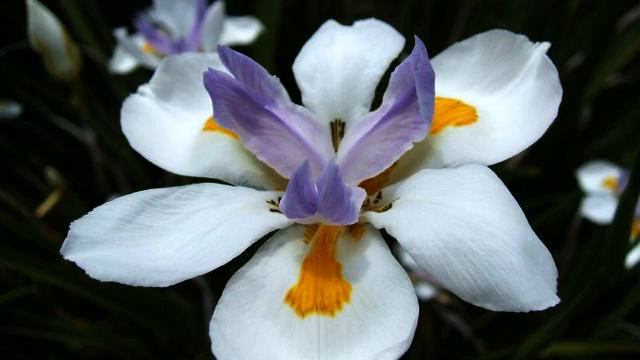 Хорошие песни и видео в хорошем качестве смотреть онлайн