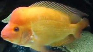 Цихлазома цитроновая или лимонная цихлазомаAmphilophus citrinellus