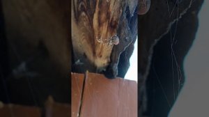 Спаривание пауков-крестовиков