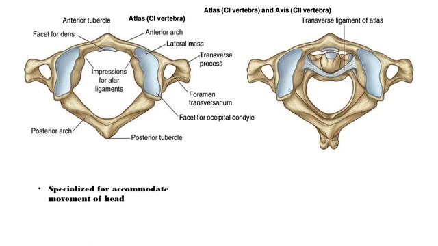 vertebral column part 1 : anatomy course, vertebrae; cervical, thoracic, lumbar, sacrum, coccyx. смотреть онлайн