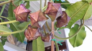 Hoya Imperialis Time Lapse | 14 Days