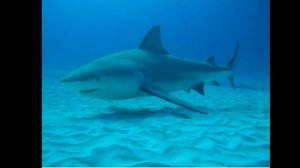 акула которая заплывает в реки, тупорылая акула