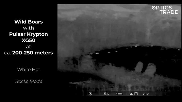 Wild Boars with Pulsar Krypton XG50 | Optics Trade See Through