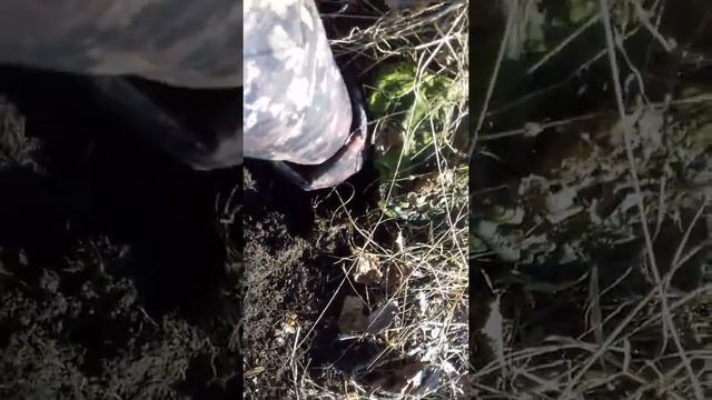 Коп в лесу первый раз с металоискателем смотреть онлайн