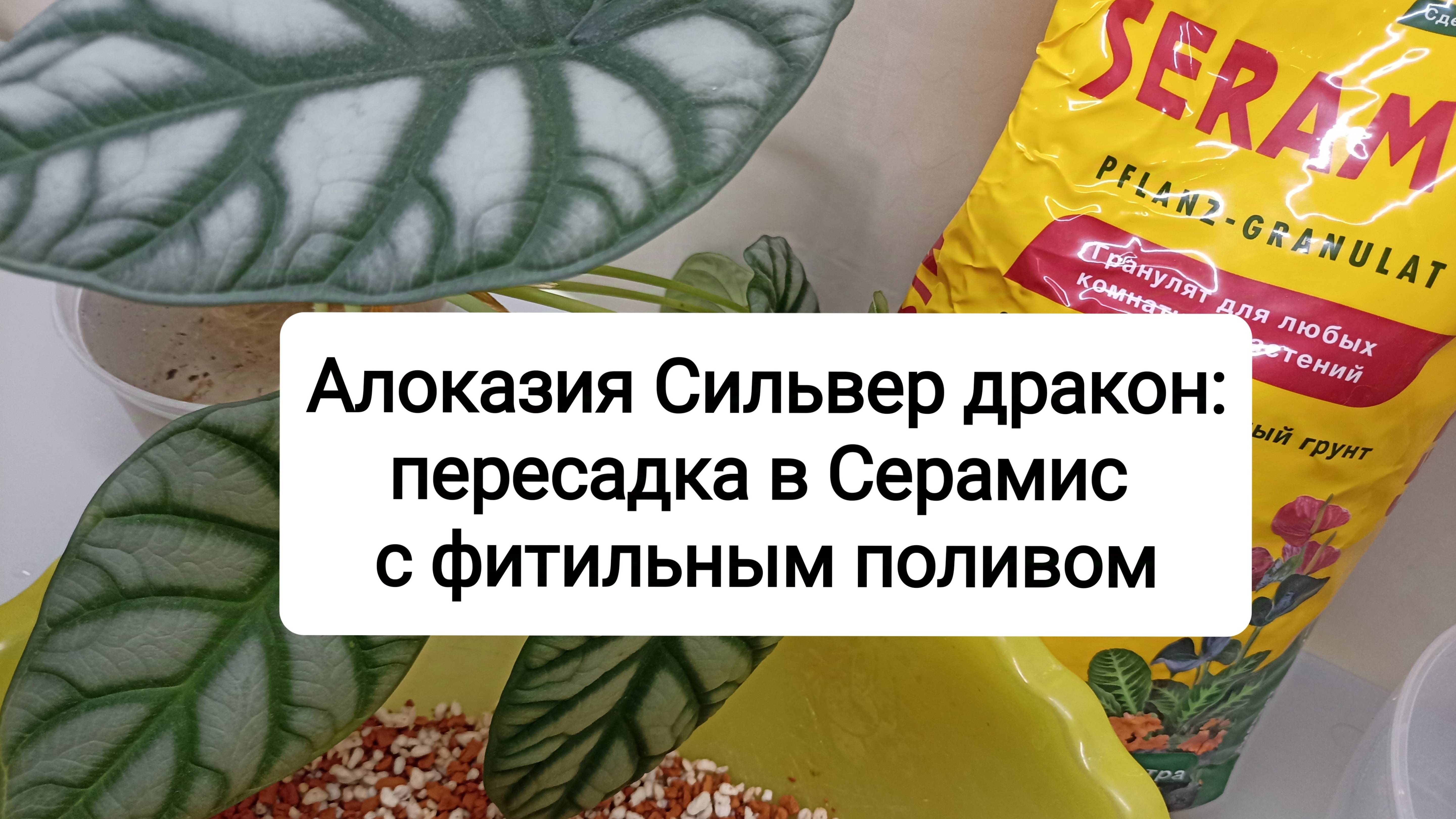 Алоказия Сильвер дракон: пересадка в Серамис с фитильным поливом