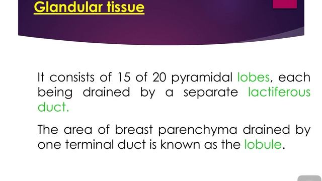 Mammary gland @dr.chitrashumananatomy смотреть онлайн
