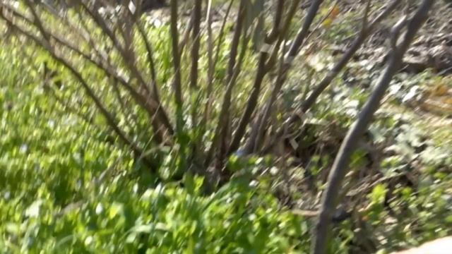 Защищаемся от коронавируса! Древнее средство оздоровления организма смотреть онлайн