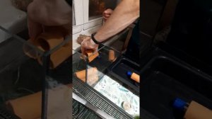 акватеррариум с крабами