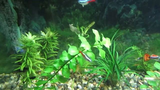 аквариуму один месяц смотреть онлайн