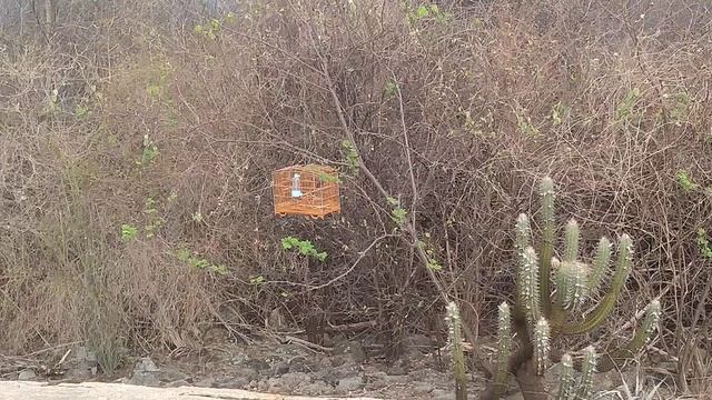 levei meu azulão na mata seca pra dar um esquetinha 🔥 смотреть онлайн