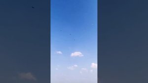 Иранские бойные голуби