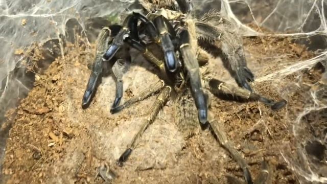 A beautiful pairing 🕷🕸 смотреть онлайн