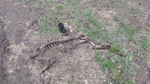 Таежный тупик