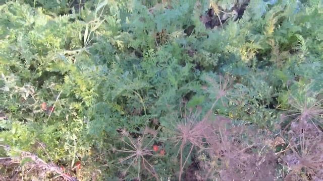 Заготовки на зиму,салат десятиминутка смотреть онлайн