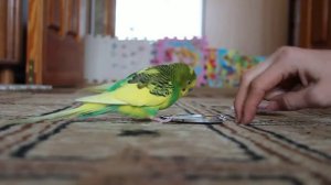 Смешной Волнистый попугайчик Кеша Видео для детей