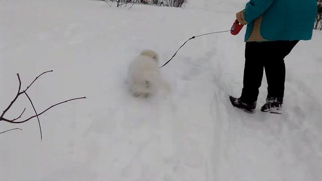 Щенок Самоед - кузнечик! Смешной Снэш