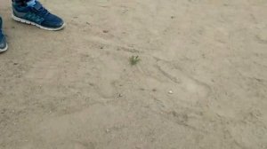 Паучок Тоненькие ножки!!!