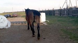 Лошади снова вместе