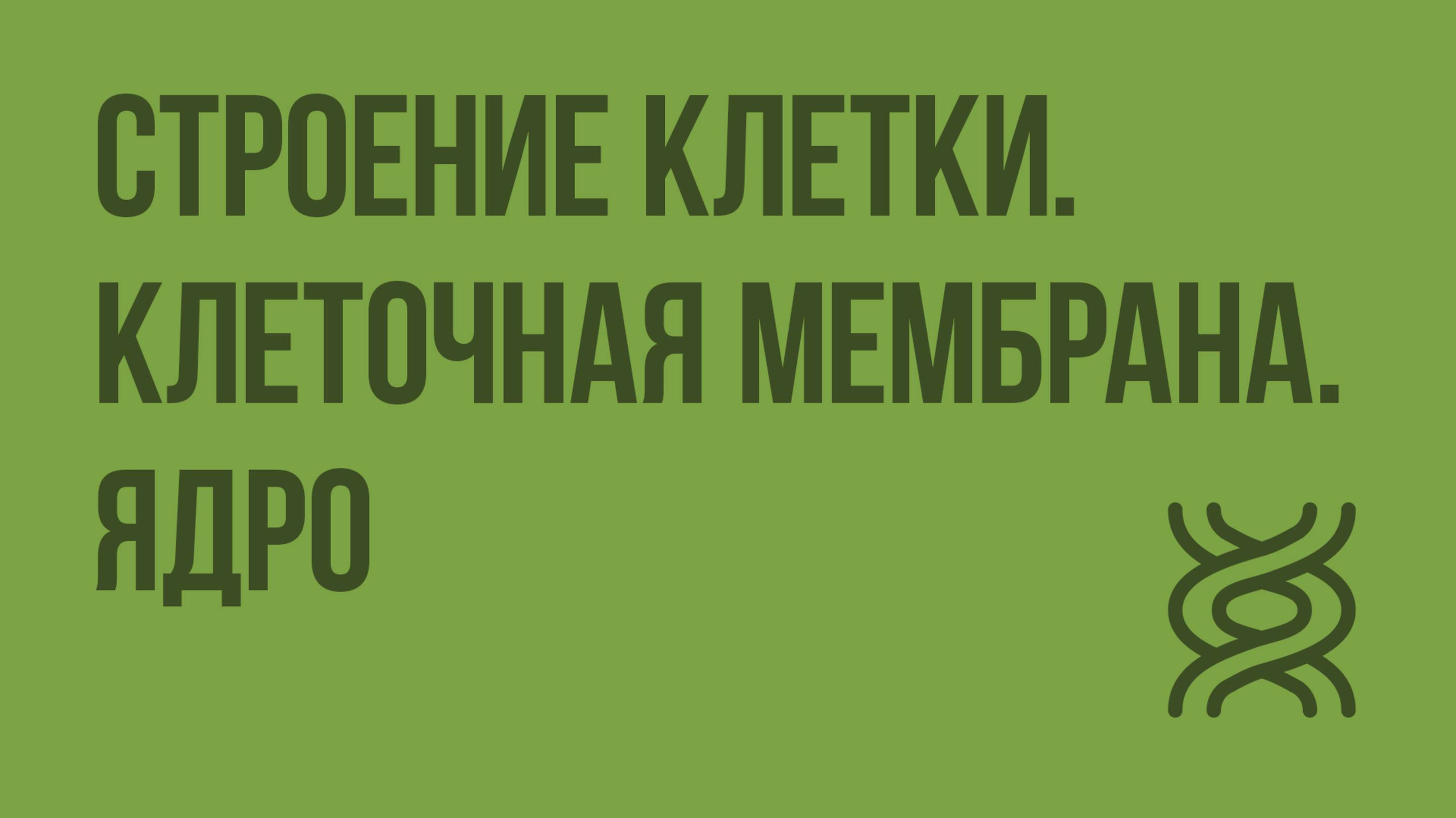 Строение клетки. Клеточная мембрана. Ядро. Видеоурок по биологии 10 класс