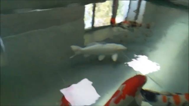 Карп кои смотреть онлайн