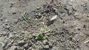 Чёрные садовые муравьи, Весна, матки/самцы.