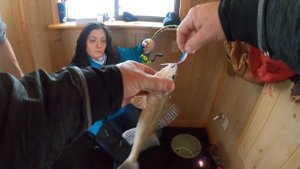 Panoptix Live Scope, Vexilar FLX-30  and Walleyes....Almost Like Cheating!