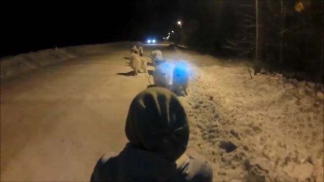 ТРЕНИРОВКА//СИЛАСЕВЕРА//сборная упряжка 8 собак смотреть онлайн