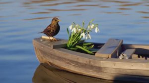 "АПРЕЛЬ" песня на стихи ДмитрияПАНЬКОВА songдизайн+видео-АлександрФефелов-Fefeloffcom