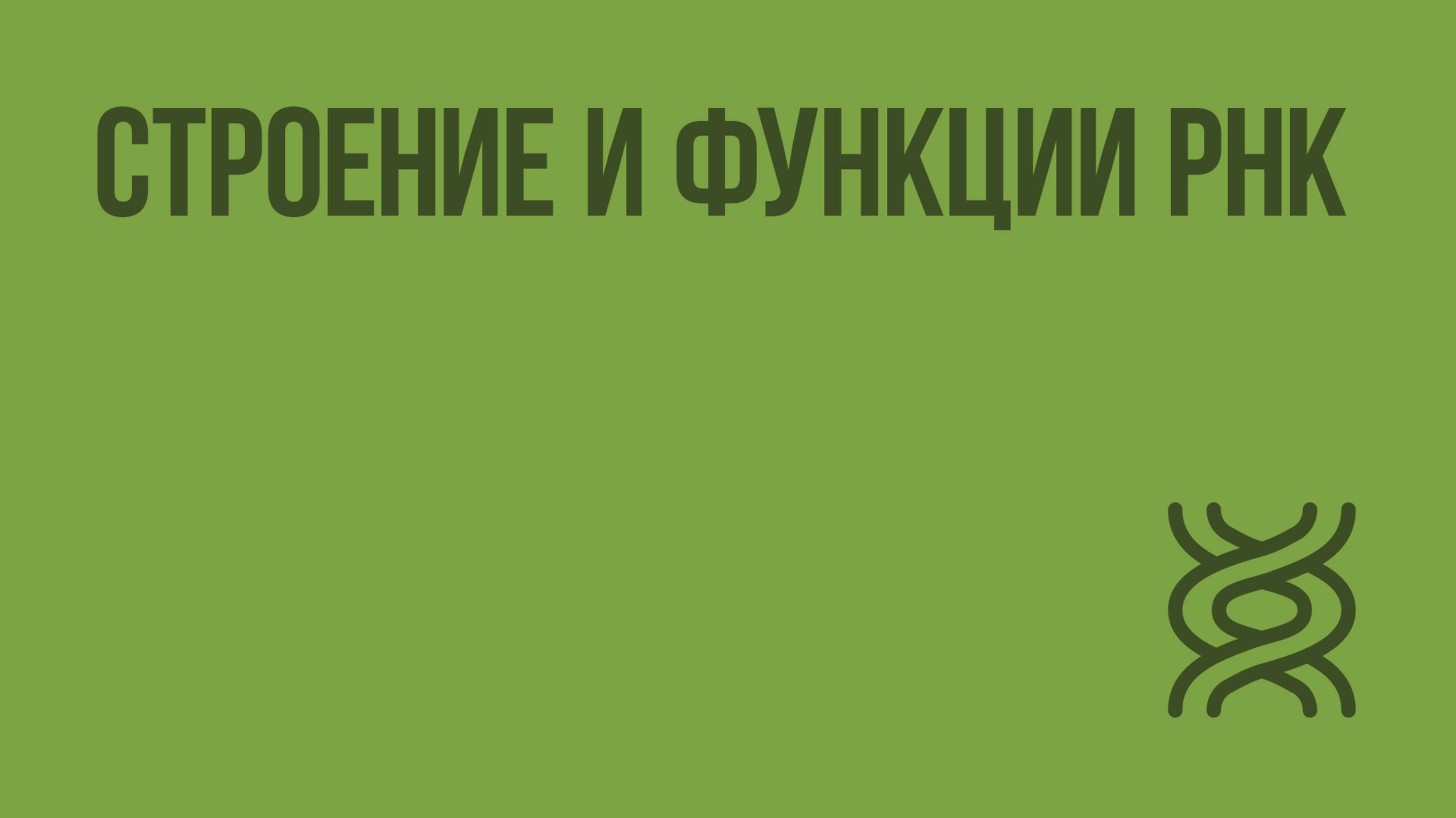 Строение и функции РНК. Видеоурок по биологии 10 класс