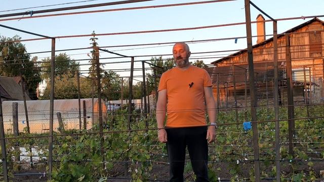 КАК защитить виноградник от ЗАМОРОЗКОВ!