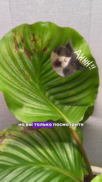 #комнатныерастения #растения #растениядома #авызналиэто #меламиноваягубка #лайфхак #советыдлядома