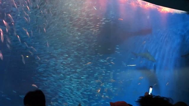名古屋港水族館マイワシのトルネード