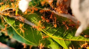 WEAVER ANT  Oecophylla smaragdina