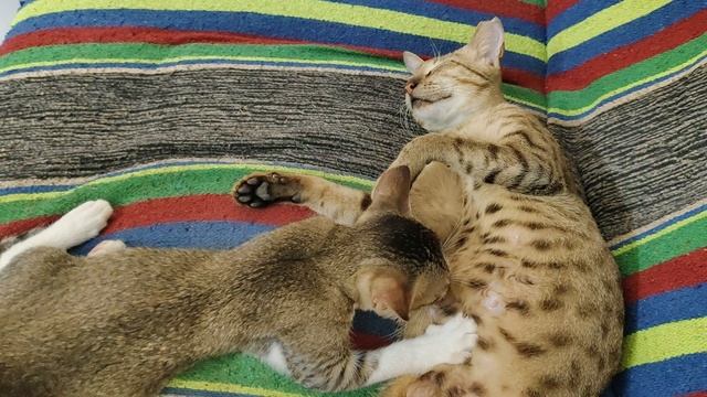 Взрослый сын не отходит от матери