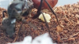 Dinomyrmex gigas с пакетом яиц 28.10.2023
