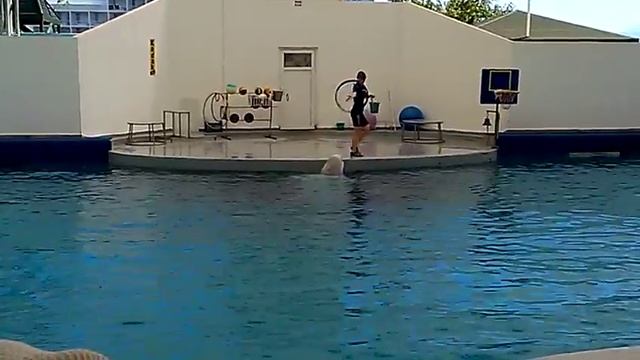 дельфинарий белуха Анталия смотреть онлайн