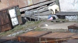 Человек и медведь Мыс Шмидта