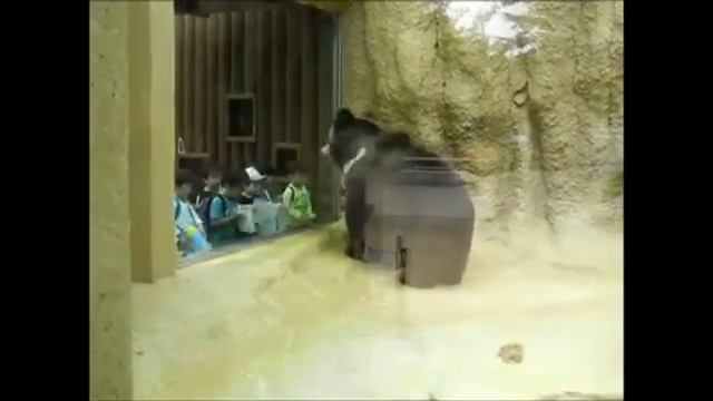 Bear Cent - In Da Zoo смотреть онлайн